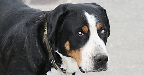 SARD – új esély a megvakult kutyáknak