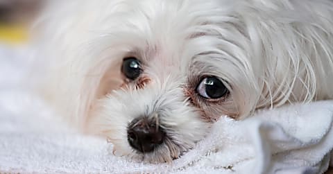 Mikor műthető a szürkehályog?