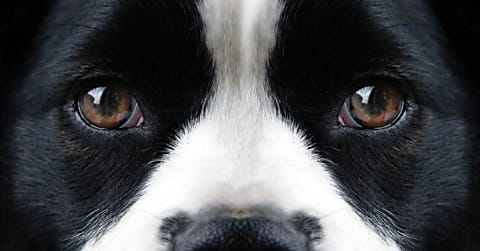 Műlencse beültetés utáni lehetséges problémák kutyáknál