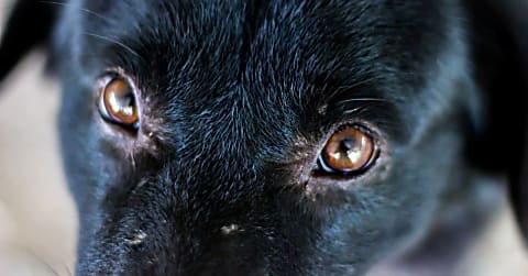 Szürkehályog gyógyítása műtét nélkül lehetséges?