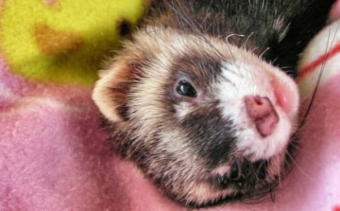 vadászgörény mellékvese megnagyobbodása és daganata