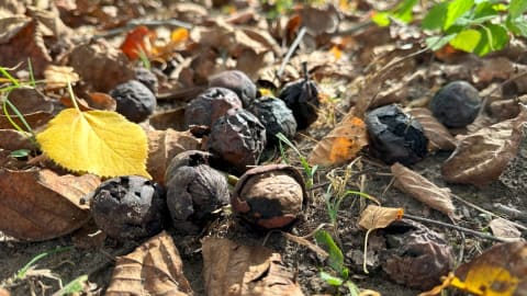 A dió mérgező a kutyáknak?