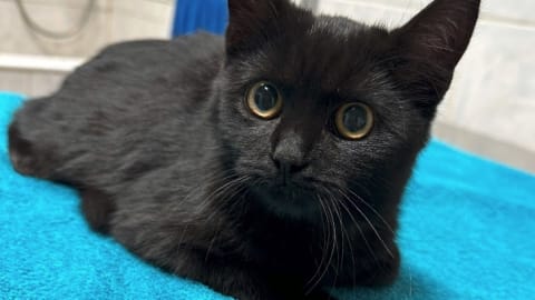 Macska szőrtetvesség