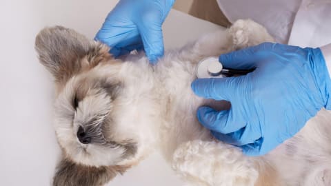 Kutya altatás (anesztézia)