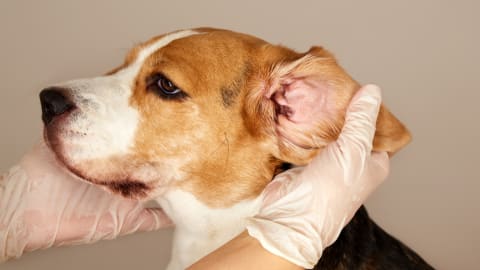 Fülatkásság kutyáknál és macskáknál: Ismerd fel a tüneteket és kezeld hatékonyan!