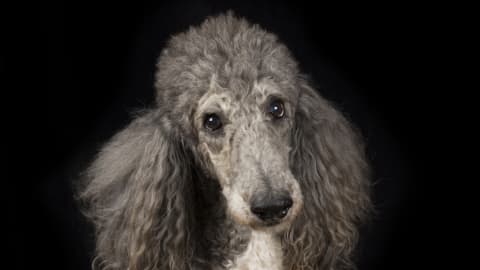 Hormonális bőrbetegségek - a Cushing-kórtól az Alopecia X-ig