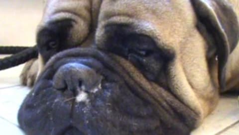 Megérkezett a babesia elleni vakcina