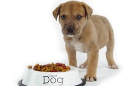 Kedvenceink táplálása