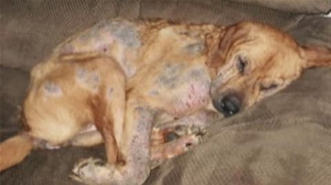 Bőrgyógyászati megbetegedések