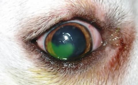 Macska és kutya szemészet