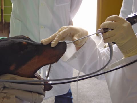 Endoszkópos vizsgálatok kutyákban, macskákban