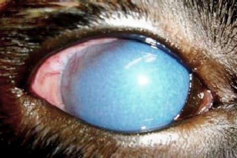 A zöldhályog kezelése kutyánál