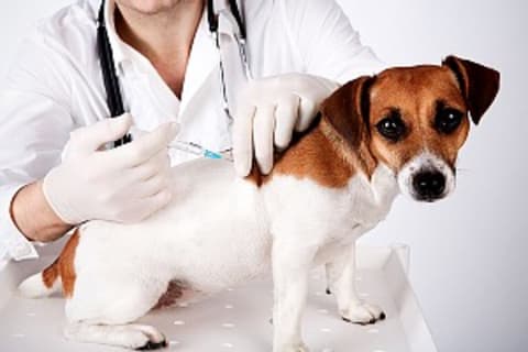 Az ismétlő oltások szerepe