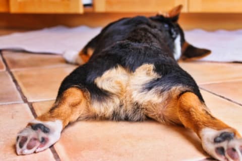 A bűzmirigy leggyakoribb megbetegedései és azok kezelése