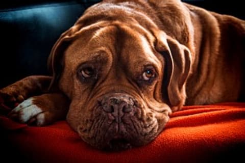 Kutya influenza - amit érdemes tudni róla