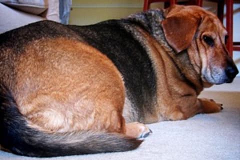 Pajzsmirigy alulműködés kisállatokban