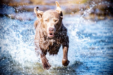 Leishmania-szűrés és megelőzés fontossága