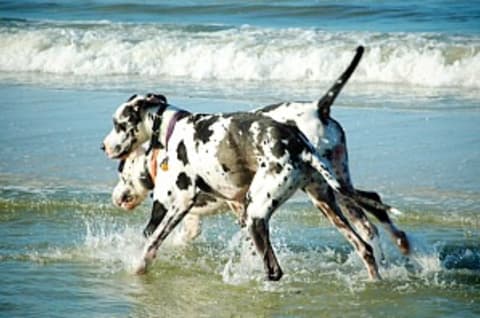 Utazás a kedvenc állatokkal