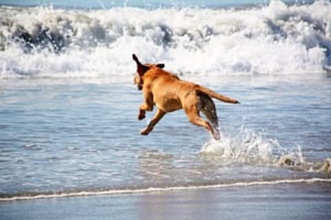 Vasárnapi zárvatartás