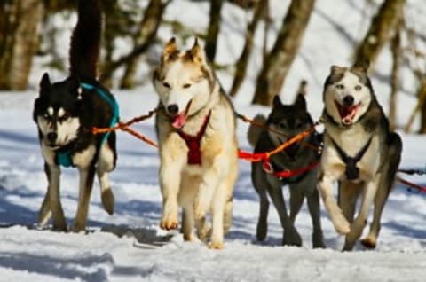Kennel köhögés tünetei, kezelése és gyógyítása