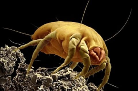 Környezeti allergének