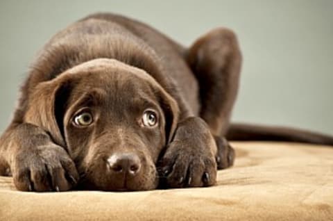 Mije fáj a betegnek?