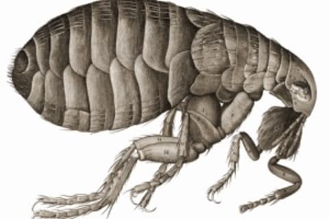 Bolhásság és a bolhanyál allergia