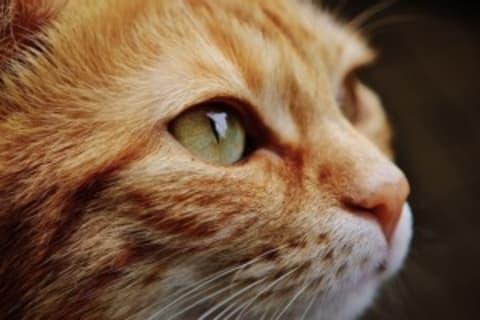 Kipirult szemek avagy mikor kell állatorvoshoz fordulni?