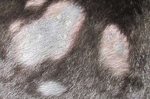 Szőrtüszőatkásság kutyákban és macskákban