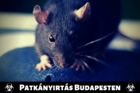 Szigorított patkányirtás Budapesten
