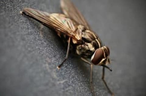 Legyekről és szúnyogokról