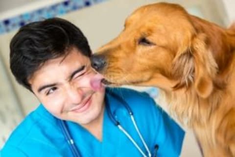 Nem bánt az állatorvos!