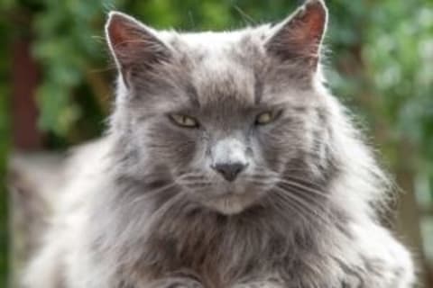 9 egészségügyi probléma idős macskáknál