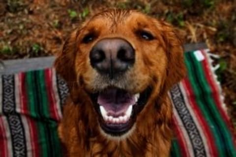 Ki végezze a fogkőeltávolítást