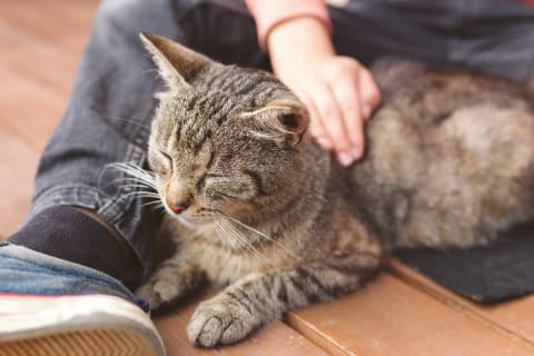 Idős cicák TOP 9 betegsége