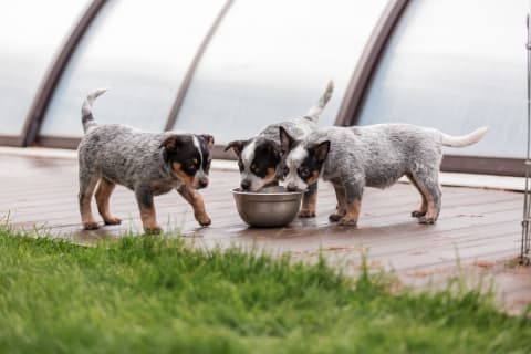 Kölyökkutya etetése - így csináld helyesen!