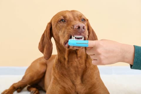 Kutyák otthoni fogkő megelőzése (5 TIPP)