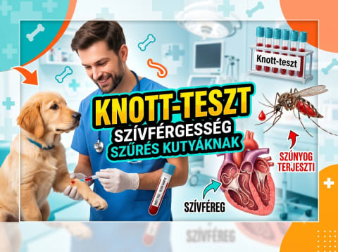 Mostantól Knott-teszttel szűrjük a szívférget!
