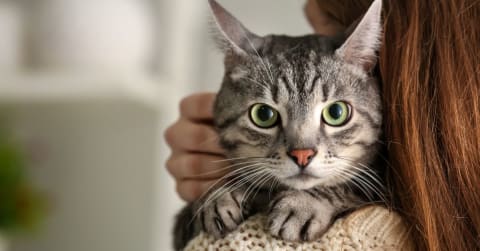 Új cica érkezése otthonunkba