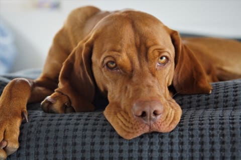 Vizsla betegségek