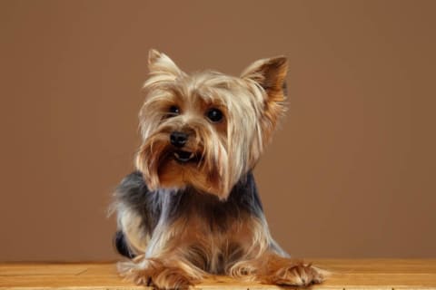 Yorkie betegségek