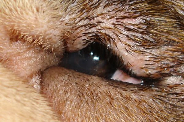 Entropium és ectropium – Szemhéj rendellenességek