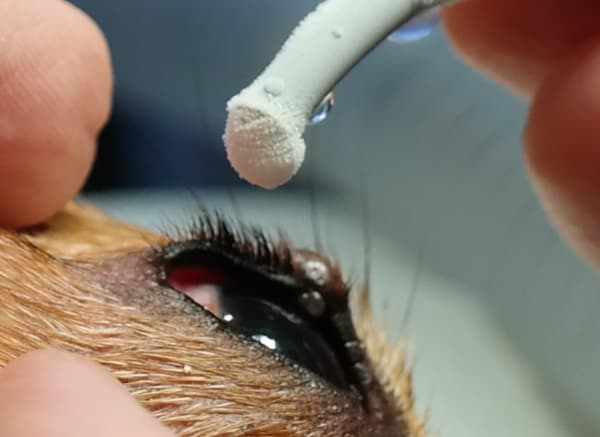 Lézeres és fagyasztásos terápiák a kisállat szemészetben