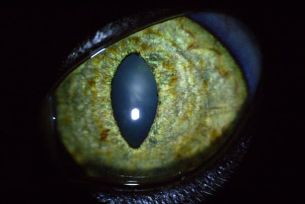 Macskák szembetegségei és ezek tünetei – 1. rész