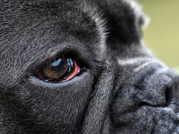 Kutya szürkehályog okai és tünetei (1. rész)