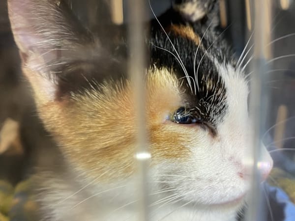 Macskák születési szemhéjszéli rendellenességei