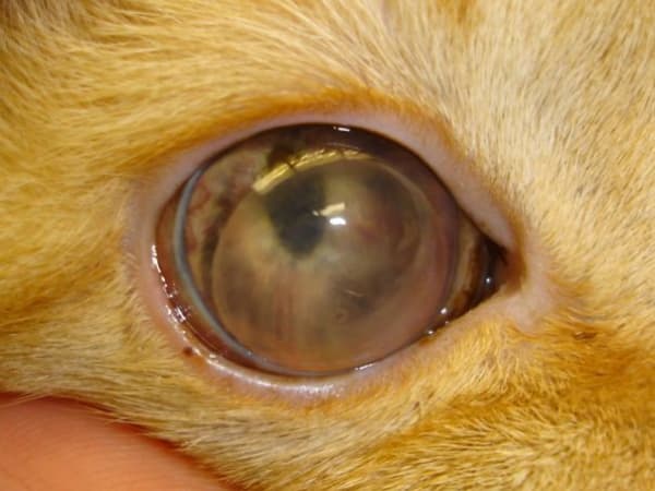 Elsődleges szemlencse ficam – a terrierek látásának a vége?