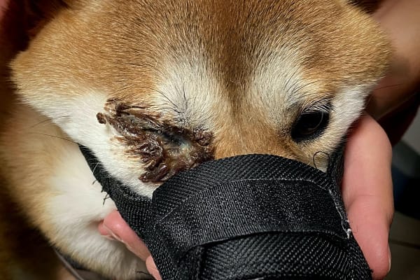 Lágyuló fekély (keratomalacia)