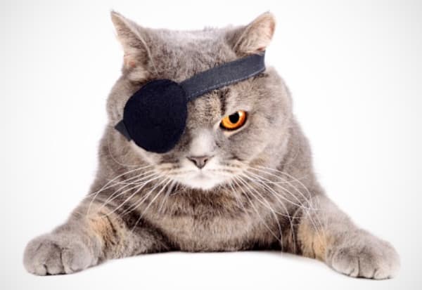 Macskák szembetegségei és ezek tünetei – 2. rész