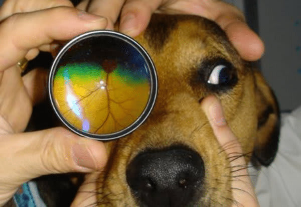 Progresszív retina atrófia (PRA)